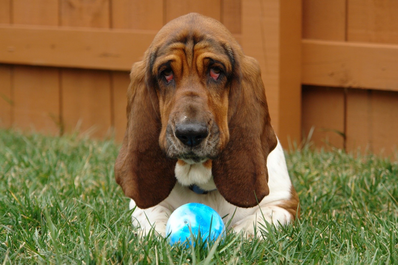 Basset Hound