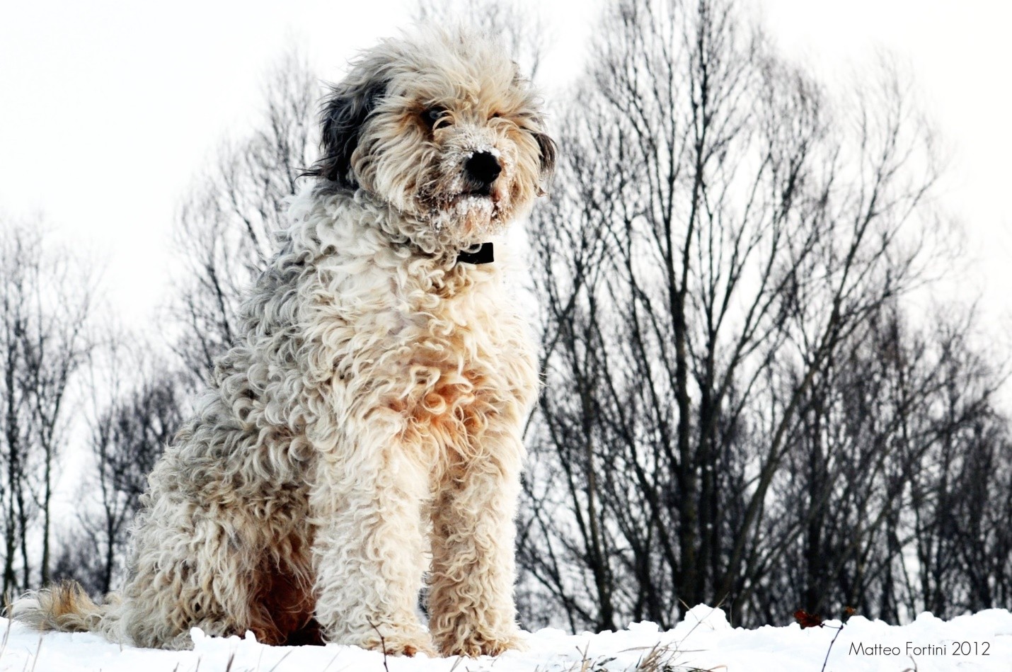 Bergamasco