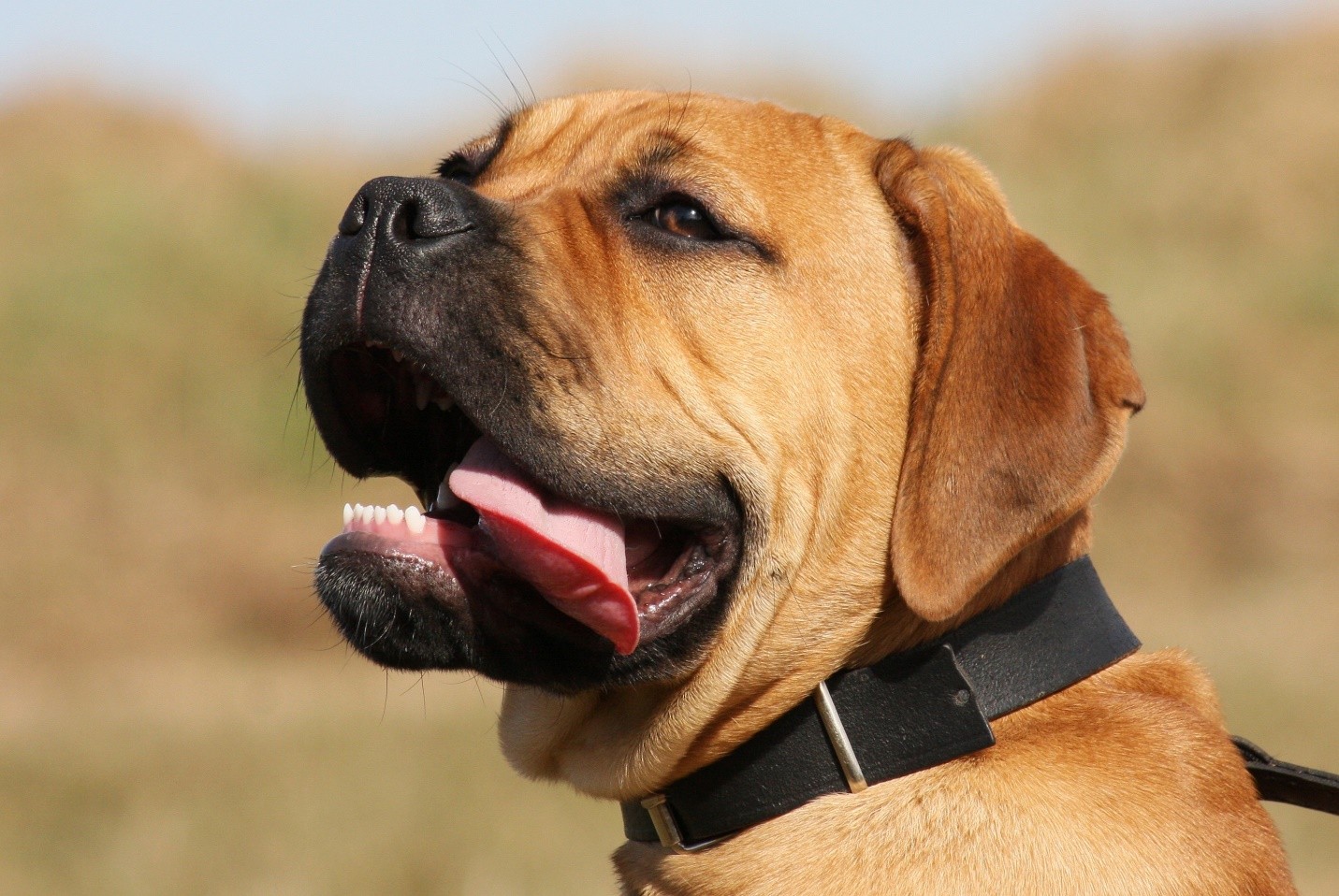 Bullmastiff