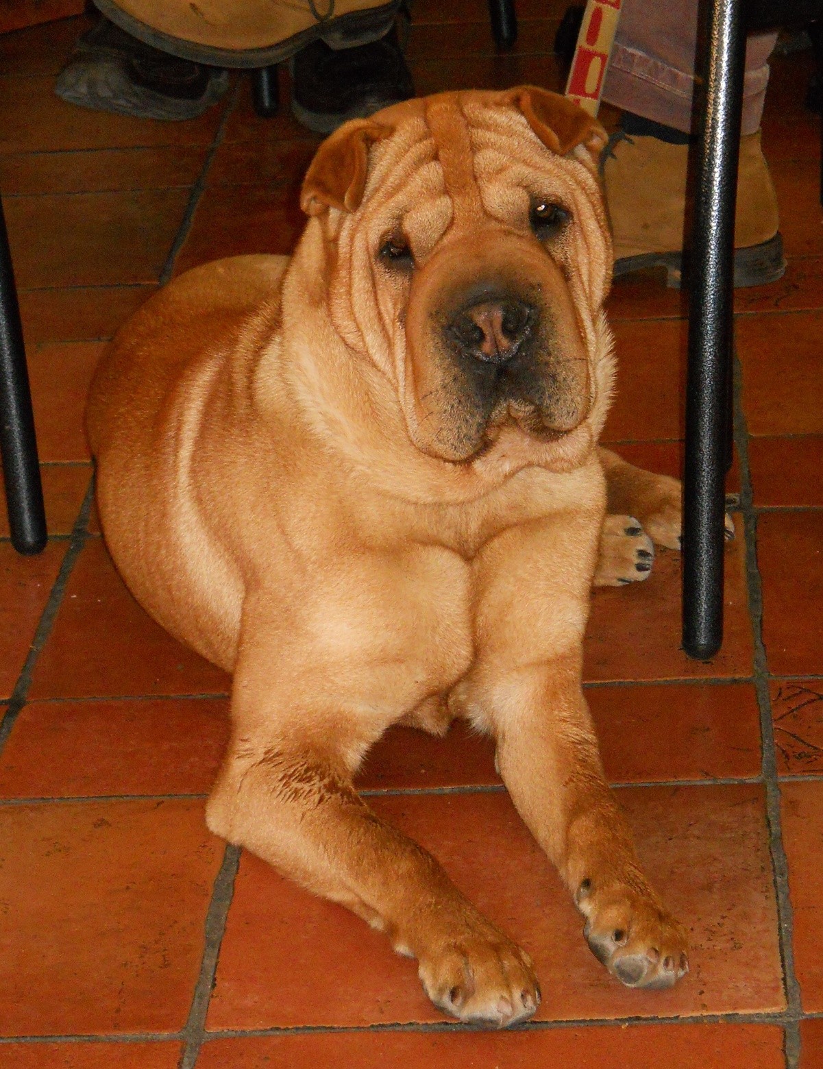 Chinese Shar-Pei