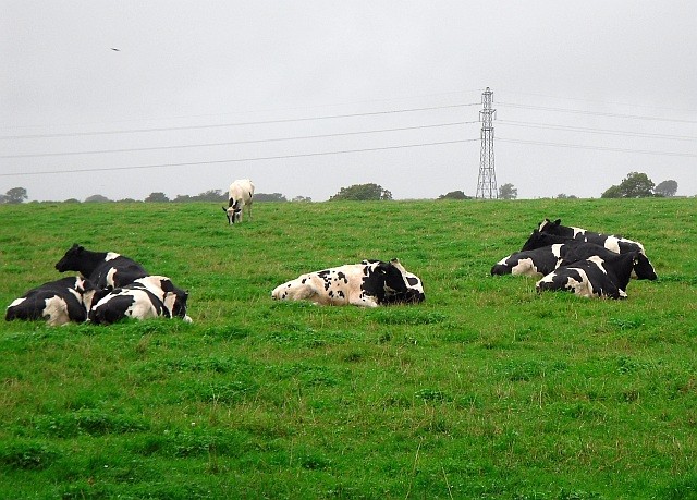 Cows’ behavior