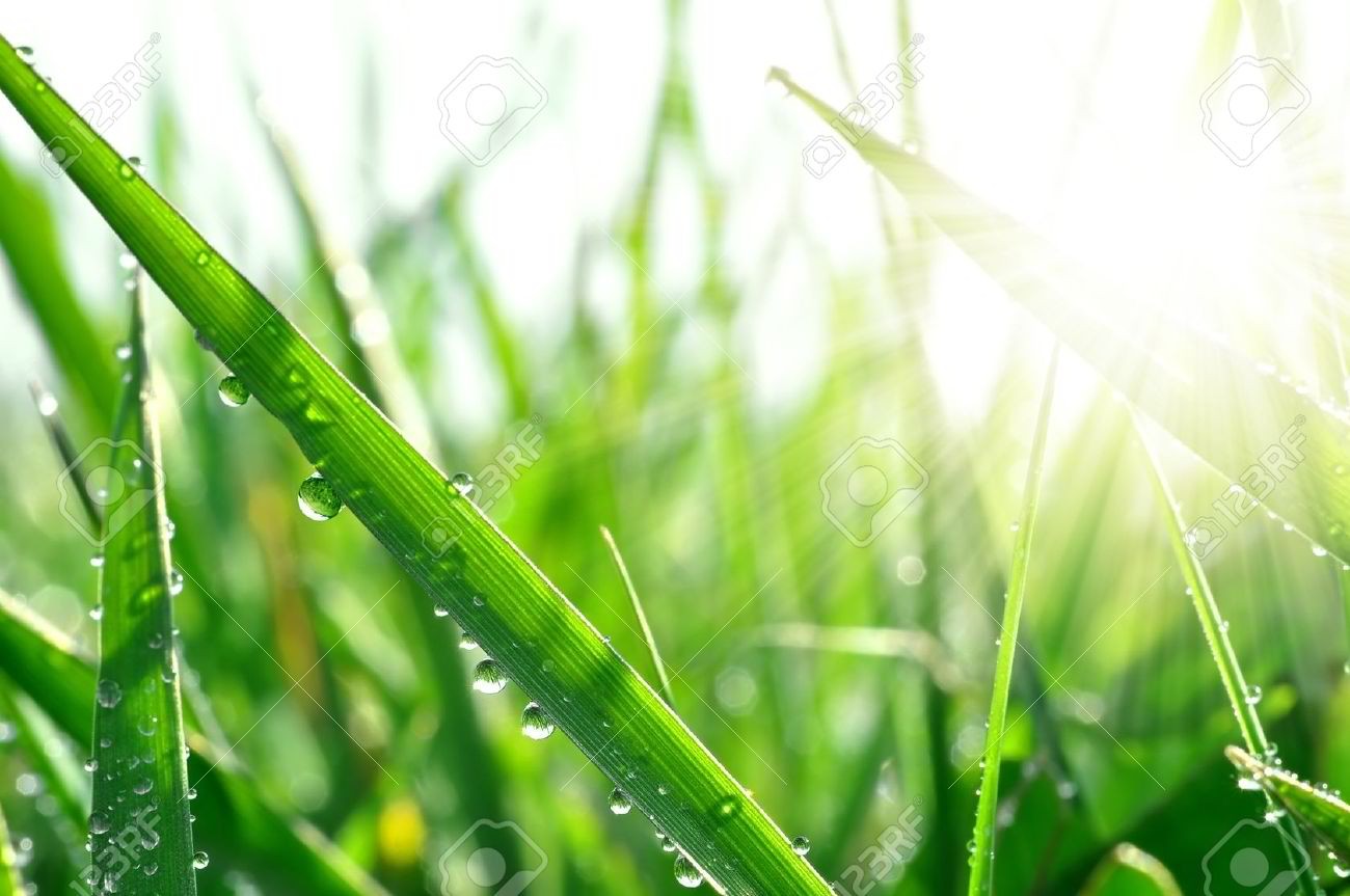 Dews on the grass