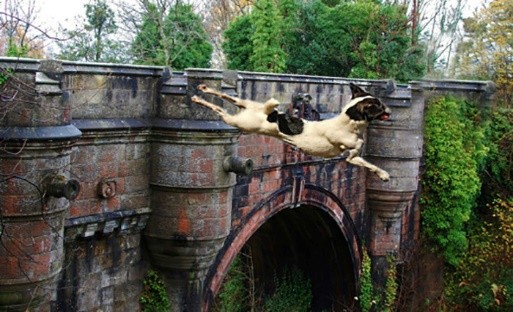 Dog Suicide Bridge