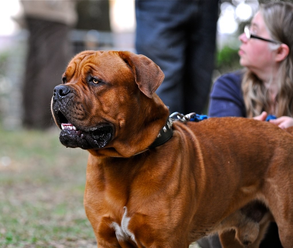 Dogue de Bordeaux