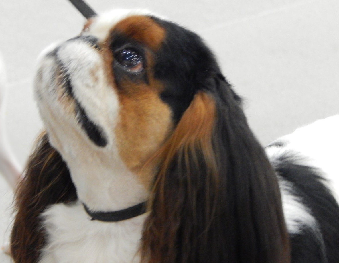 English Toy Spaniel