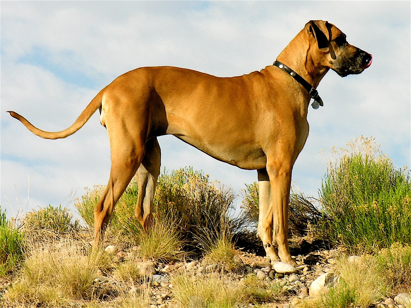 Great Dane