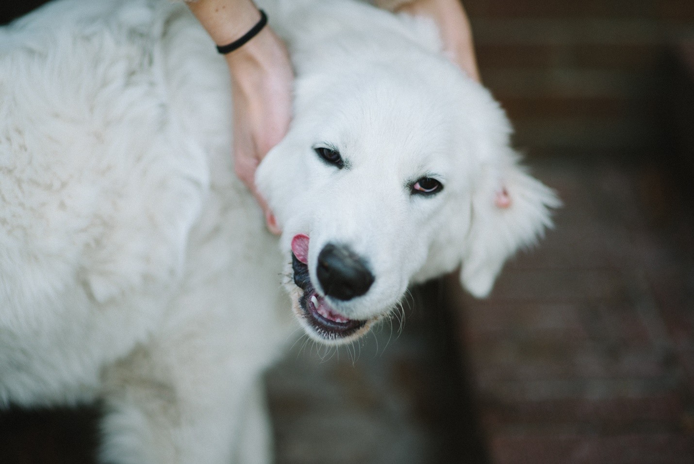 Great Pyrenees