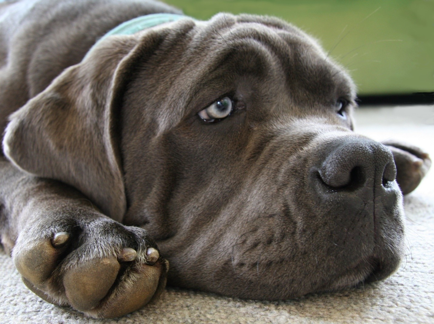 Neapolitan Mastiff