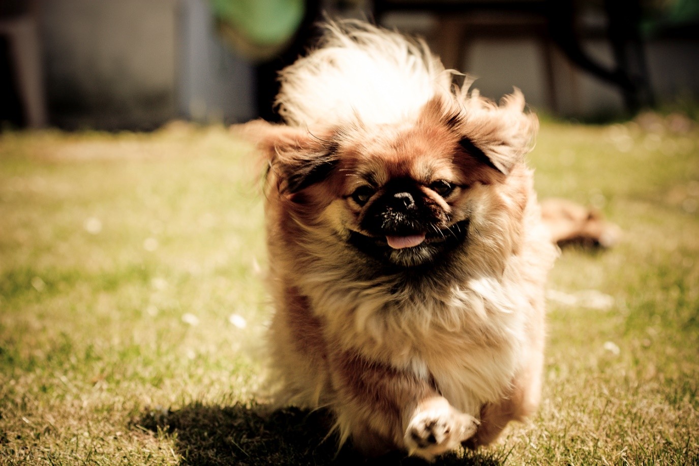 Pekingese