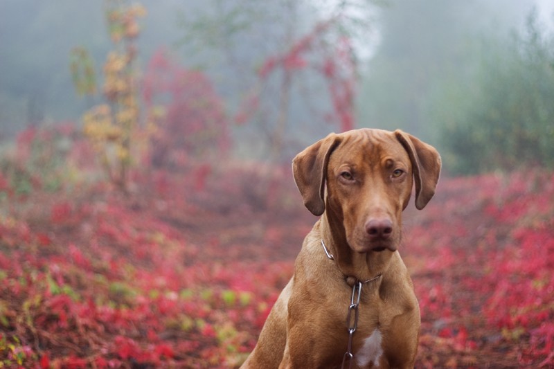 Rhodesian Ridgeback