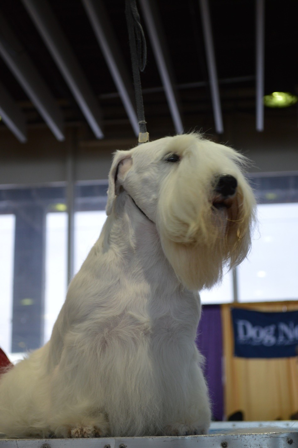 Sealyham Terrier