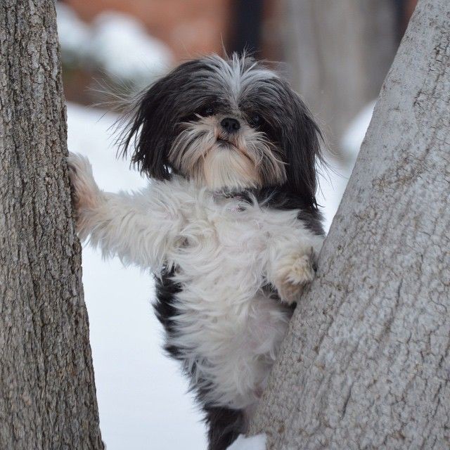 The AKC first recognized Shih Tzus in 1969