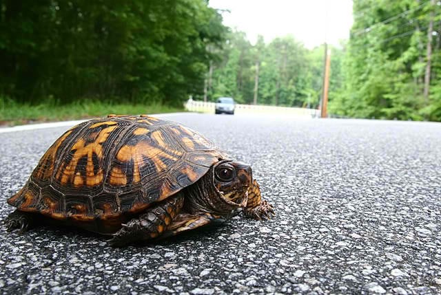 Turtles on the road